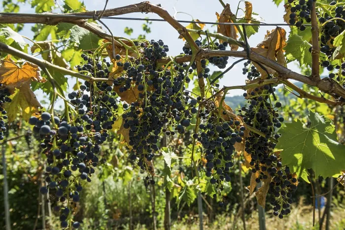 Gerahmter Druck : Verwelkte Reben in einem Weinberg, Klimawandel, Hitze, in der Nähe von Freiburg im Breisgau, Baden-Württemberg Gerahmter Druck : Verwelkte Reben in einem Weinberg, Klimawandel, Hitze, in der Nähe von Freiburg im Breisgau, Baden-Württemberg