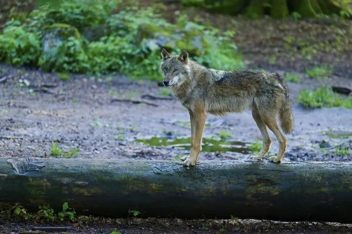Gerahmter Druck : Ein Wolf, der auf einem Baumstamm balanciert. Gerahmter Druck : Ein Wolf, der auf einem Baumstamm balanciert.