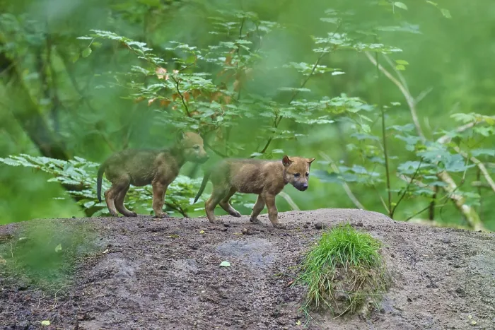 Gerahmter Druck : Zwei Wölfe jagen neugierig im Wald. Gerahmter Druck : Zwei Wölfe jagen neugierig im Wald.