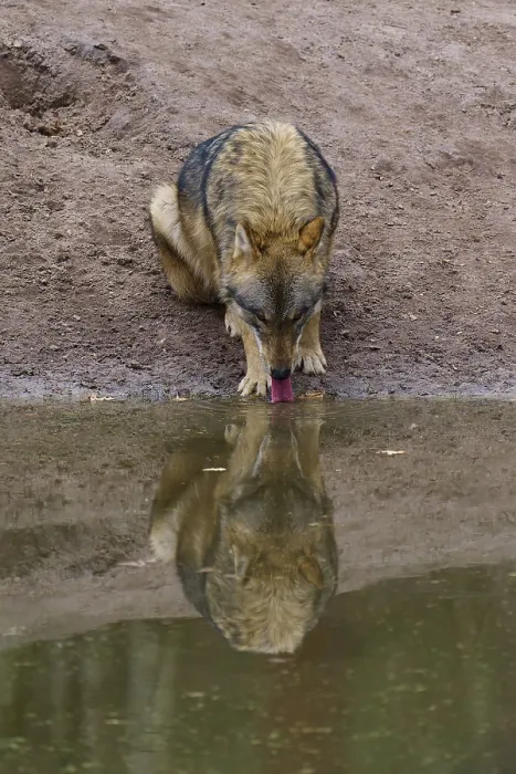 Gerahmter Druck : Ein Wolf trinkt Wasser an einem Teich. Gerahmter Druck : Ein Wolf trinkt Wasser an einem Teich.