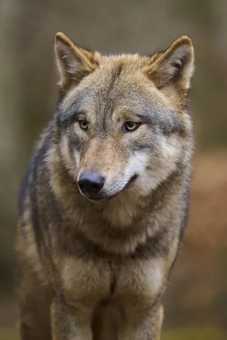 Gerahmter Druck : Ein Wolf im Wald mit Ruhe. Gerahmter Druck : Ein Wolf im Wald mit Ruhe.