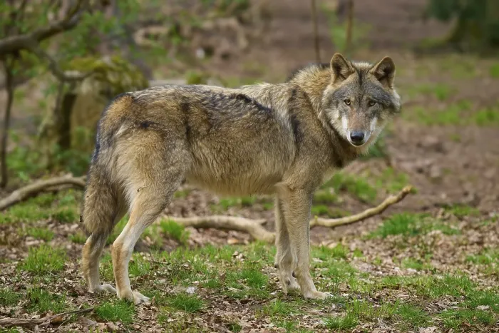 Gerahmter Druck : Wolf im Wald, schaut aufmerksam. Gerahmter Druck : Wolf im Wald, schaut aufmerksam.