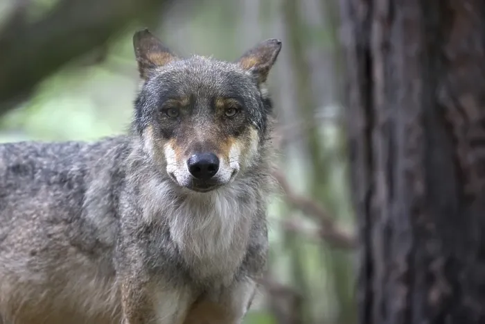 Gerahmter Druck : Wolf im Wald, ein Portrait. Gerahmter Druck : Wolf im Wald, ein Portrait.