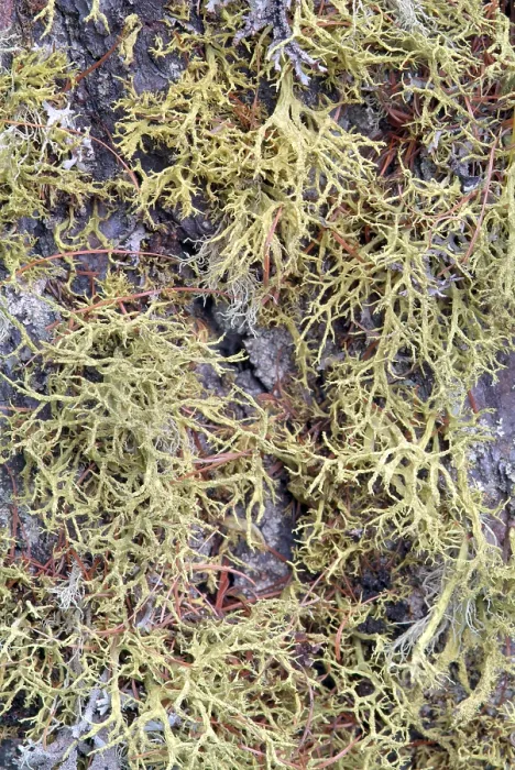 Gerahmter Druck : Wolfslorch (Letharia vulpina) Gerahmter Druck : Wolfslorch (Letharia vulpina)