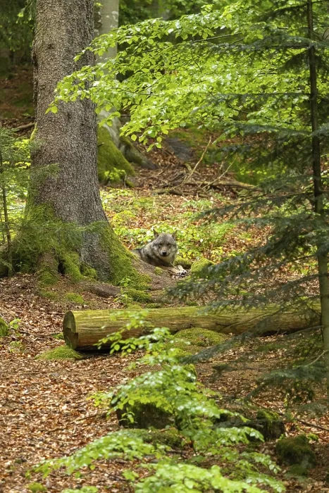 Gerahmter Druck : Ein Wolf liegt in dichtem Wald.