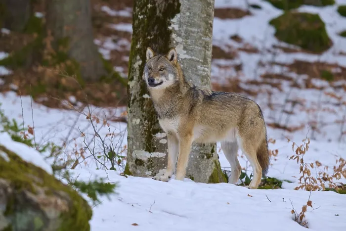 Gerahmter Druck : Ein Wolf schaut in die Kamera. Gerahmter Druck : Ein Wolf schaut in die Kamera.