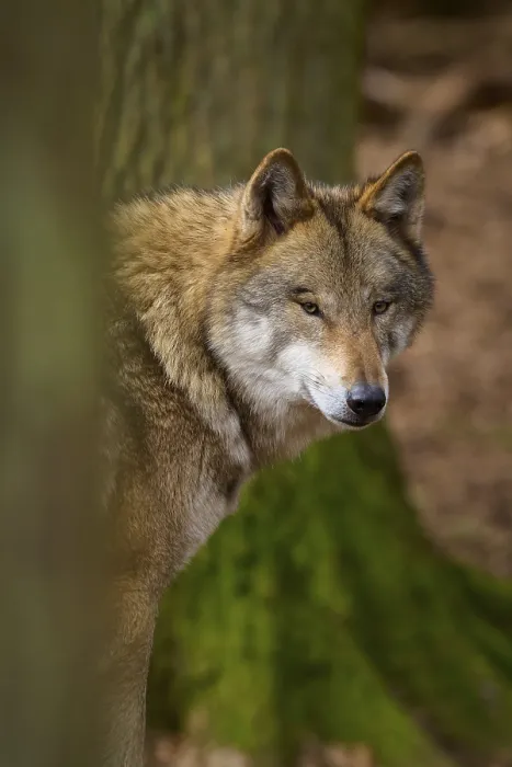 Gerahmter Druck : Ein Wolf schaut neugierig hinter einem Baum im Wald. Gerahmter Druck : Ein Wolf schaut neugierig hinter einem Baum im Wald.