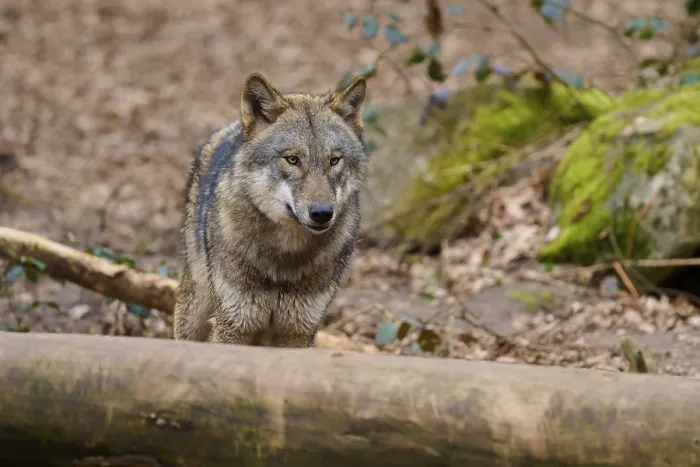 Gerahmter Druck : Ein Wolf blickt über einen Baumstamm im Wald.