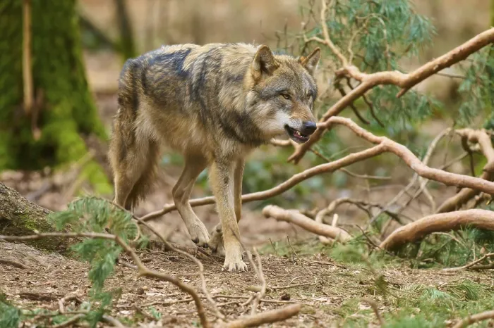 Gerahmter Druck : Der Wolf bewegt sich vorsichtig durch den Wald.