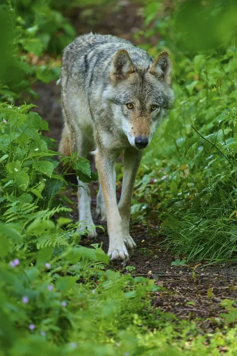 Gerahmter Druck : Ein Wolf bewegt sich langsam durch die dichte. Gerahmter Druck : Ein Wolf bewegt sich langsam durch die dichte.
