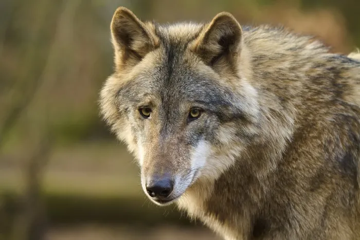 Gerahmter Druck : Ein Wolf mit einer nervösen Miene im Herbstwald. Gerahmter Druck : Ein Wolf mit einer nervösen Miene im Herbstwald.