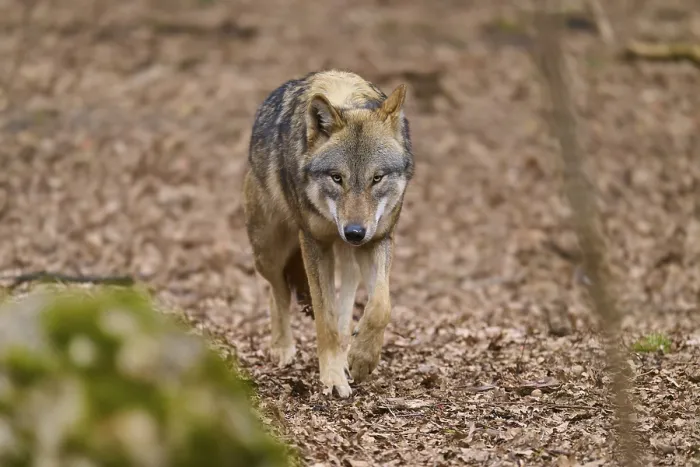 Gerahmter Druck : Ein Wolf geht aufmerksam entlang eines Waldwegs. Gerahmter Druck : Ein Wolf geht aufmerksam entlang eines Waldwegs.