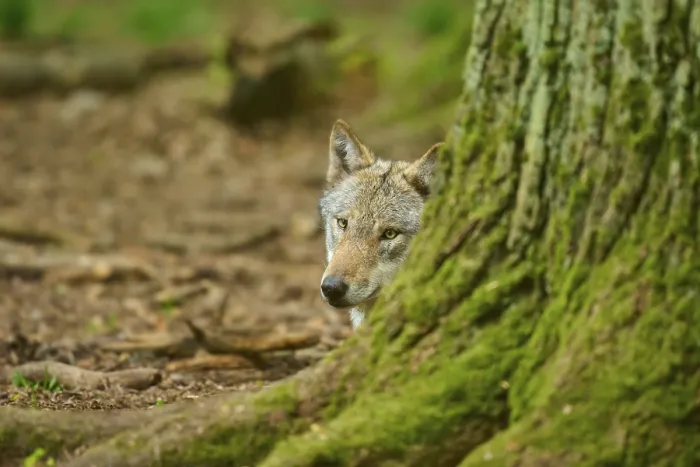 Gerahmter Druck : Ein Wolf lugt hinter einem Baum im Waldboden hervor. Gerahmter Druck : Ein Wolf lugt hinter einem Baum im Waldboden hervor.