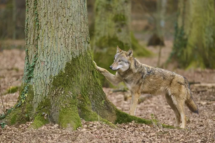 Gerahmter Druck : Ein Wolf mit erhobener Pfote, der einen Baum im Wald berührt. Gerahmter Druck : Ein Wolf mit erhobener Pfote, der einen Baum im Wald berührt.