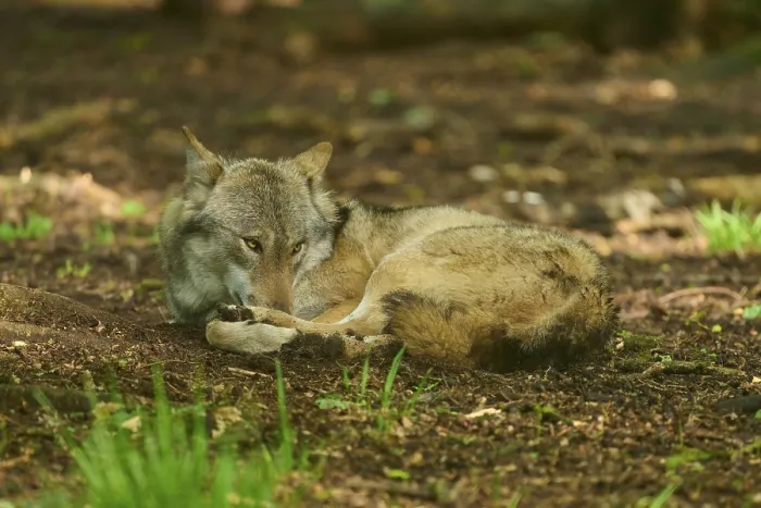 Gerahmter Druck : Ein Wolf ruht auf dem Waldboden. Gerahmter Druck : Ein Wolf ruht auf dem Waldboden.
