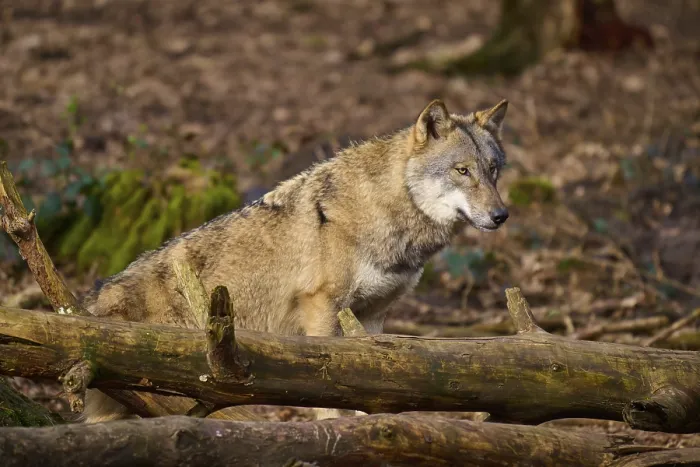 Gerahmter Druck : Ein Wolf ruht auf Baumstämmen im Wald. Gerahmter Druck : Ein Wolf ruht auf Baumstämmen im Wald.