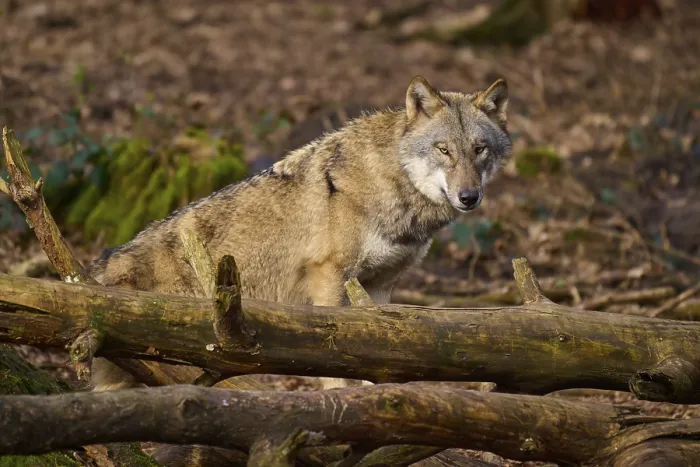 Gerahmter Druck : Ein Wolf ruht auf Baumstämmen auf dem Waldboden. Gerahmter Druck : Ein Wolf ruht auf Baumstämmen auf dem Waldboden.