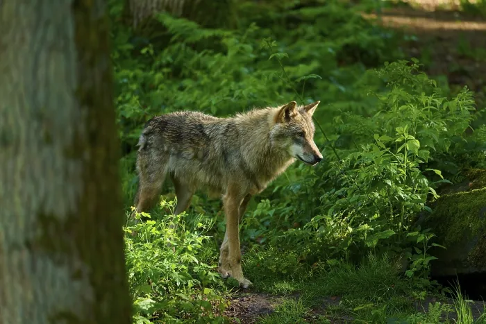 Gerahmter Druck : Ein Wolf im Schatten der Bäume, umgeben von dichter Vegetation. Gerahmter Druck : Ein Wolf im Schatten der Bäume, umgeben von dichter Vegetation.