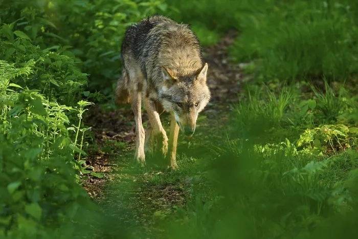 Gerahmter Druck : Ein Wolf schleicht sich entlang eines sonnigen Waldwegs.