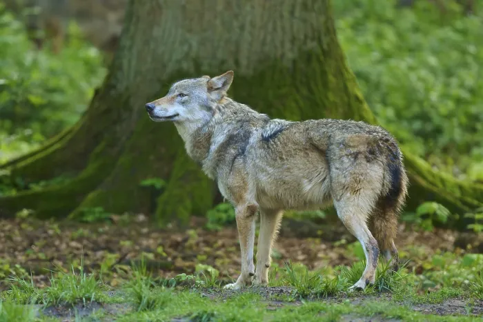 Gerahmter Druck : Ein Wolf steht im Wald vor einem Baum. Gerahmter Druck : Ein Wolf steht im Wald vor einem Baum.