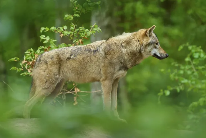 Gerahmter Druck : Ein Wolf steht schräg in einem dichten Wald.
