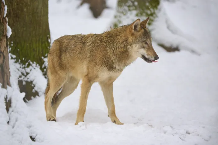 Gerahmter Druck : Ein Wolf steht bei einem Baum in einem schneebedeckten Wald. Gerahmter Druck : Ein Wolf steht bei einem Baum in einem schneebedeckten Wald.