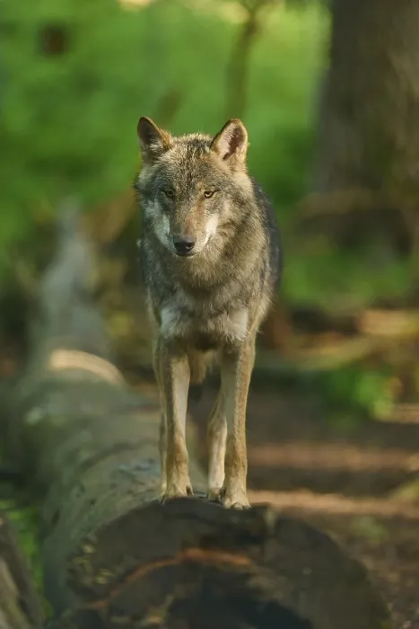 Gerahmter Druck : Ein Wolf steht auf einem Baumstamm, umgeben von Sonnenlicht. Gerahmter Druck : Ein Wolf steht auf einem Baumstamm, umgeben von Sonnenlicht.