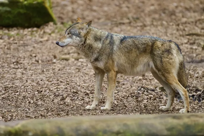Gerahmter Druck : Ein Wolf steht Wache auf Laub. Gerahmter Druck : Ein Wolf steht Wache auf Laub.
