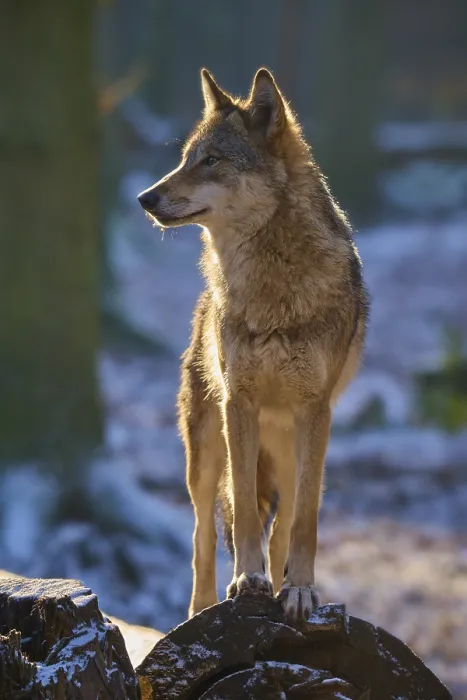 Gerahmter Druck : Ein Wolf steht wach auf einem Baumstumpf.