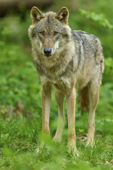 Gerahmter Druck : Ein Wolf steht in der dichten Grün des Waldes. Gerahmter Druck : Ein Wolf steht in der dichten Grün des Waldes.
