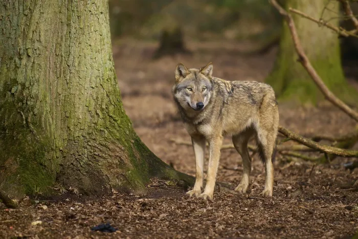 Gerahmter Druck : Ein Wolf steht im Wald neben einem Baum. Gerahmter Druck : Ein Wolf steht im Wald neben einem Baum.