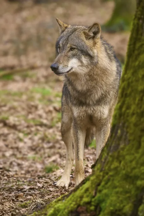 Gerahmter Druck : Ein Wolf steht im Wald neben einem Baumstamm. Gerahmter Druck : Ein Wolf steht im Wald neben einem Baumstamm.