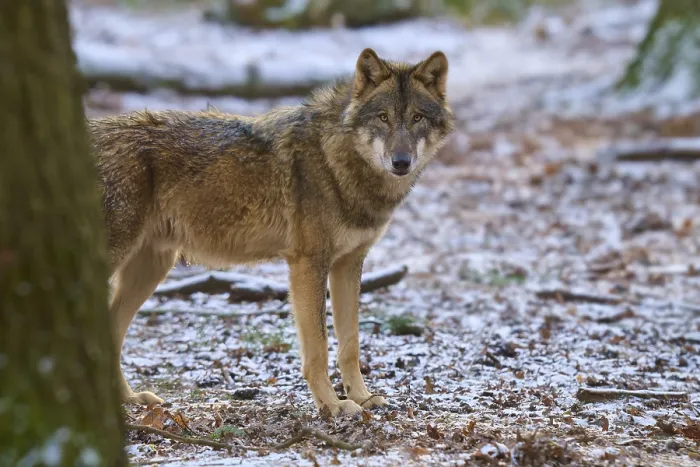 Gerahmter Druck : Ein Wolf steht in einem schneebedeckten Wald. Gerahmter Druck : Ein Wolf steht in einem schneebedeckten Wald.
