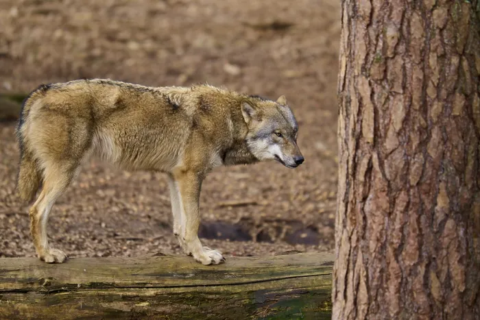 Gerahmter Druck : Ein Wolf steht neben einem Baum und scheint nachdenklich. Gerahmter Druck : Ein Wolf steht neben einem Baum und scheint nachdenklich.