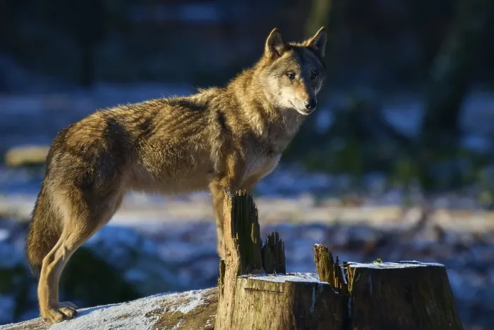 Gerahmter Druck : Ein Wolf steht auf einem Baumstumpf in einem schneeverwehten Wald. Gerahmter Druck : Ein Wolf steht auf einem Baumstumpf in einem schneeverwehten Wald.
