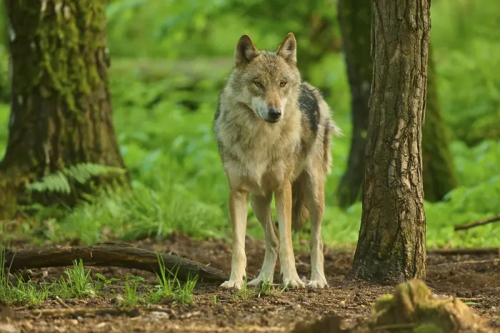 Gerahmter Druck : Ein Wolf steht zwischen Bäumen in einem grünen Wald. Gerahmter Druck : Ein Wolf steht zwischen Bäumen in einem grünen Wald.