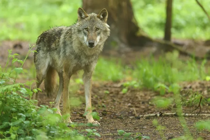 Gerahmter Druck : Ein Wolf steht Wache in dichten Wald. Gerahmter Druck : Ein Wolf steht Wache in dichten Wald.