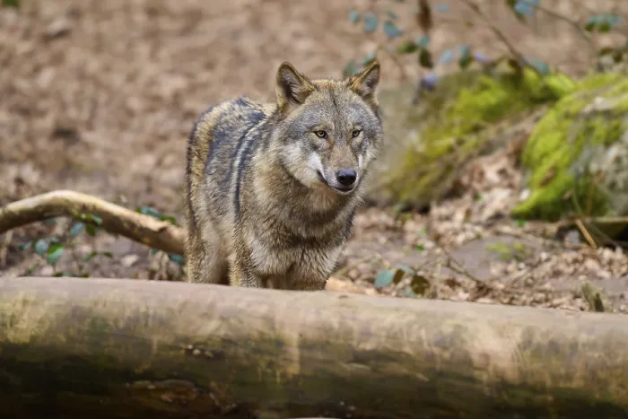 Gerahmter Druck : Ein Wolf hinter einem Baumstamm im Wald. Gerahmter Druck : Ein Wolf hinter einem Baumstamm im Wald.