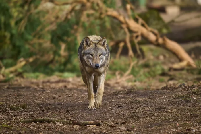 Gerahmter Druck : Ein Wolf geht aufmerksam durch den Wald. Gerahmter Druck : Ein Wolf geht aufmerksam durch den Wald.