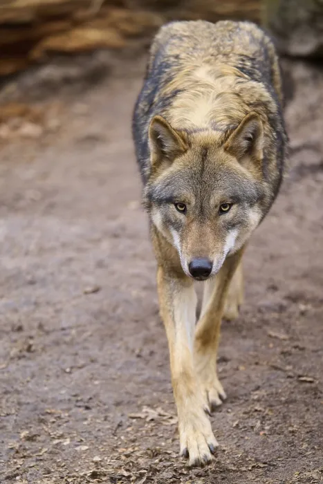 Gerahmter Druck : Ein Wolf geht ruhig auf einem Waldweg. Gerahmter Druck : Ein Wolf geht ruhig auf einem Waldweg.