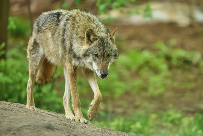 Gerahmter Druck : Ein Wolf geht vorsichtig durch den Wald. Gerahmter Druck : Ein Wolf geht vorsichtig durch den Wald.