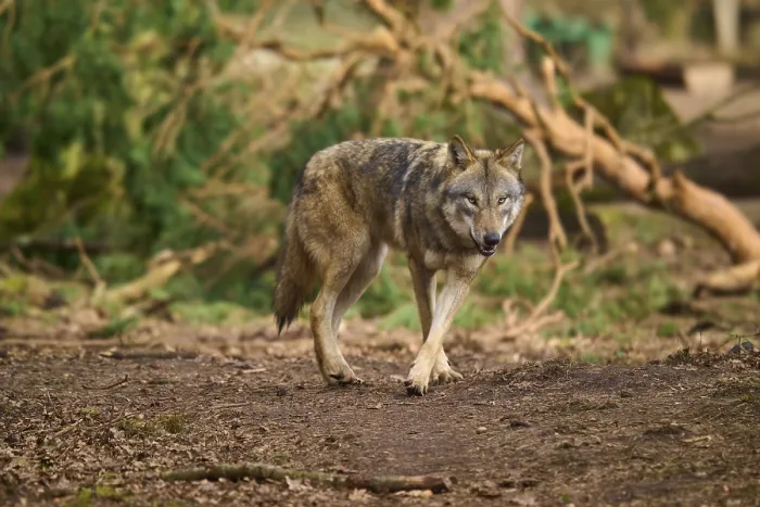 Gerahmter Druck : Ein Wolf geht durch den Wald. Gerahmter Druck : Ein Wolf geht durch den Wald.