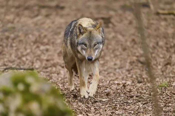 Gerahmter Druck : Ein Wolf geht entlang eines Waldweges, der mit Blättern bedeckt ist. Gerahmter Druck : Ein Wolf geht entlang eines Waldweges, der mit Blättern bedeckt ist.