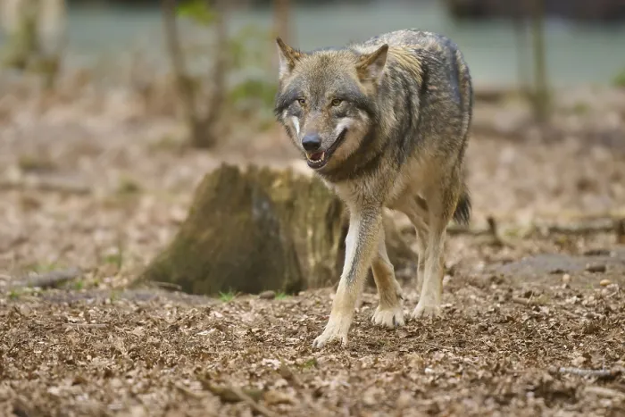 Gerahmter Druck : Ein Wolf geht gelassen durch den Wald. Gerahmter Druck : Ein Wolf geht gelassen durch den Wald.