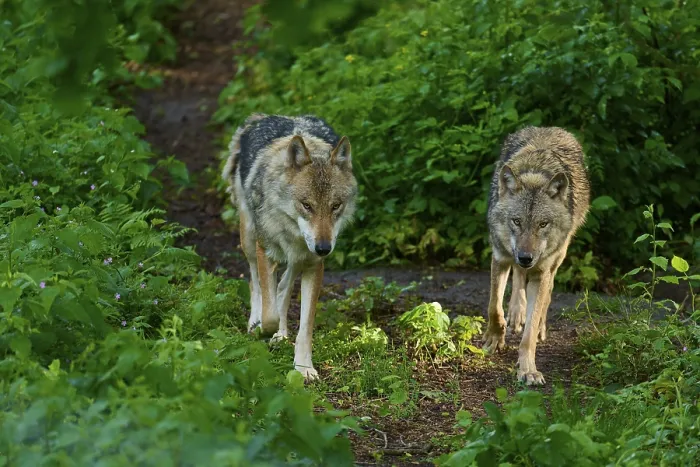 Gerahmter Druck : Zwei Wölfe überqueren den dichten, grünen Waldweg gemeinsam. Gerahmter Druck : Zwei Wölfe überqueren den dichten, grünen Waldweg gemeinsam.