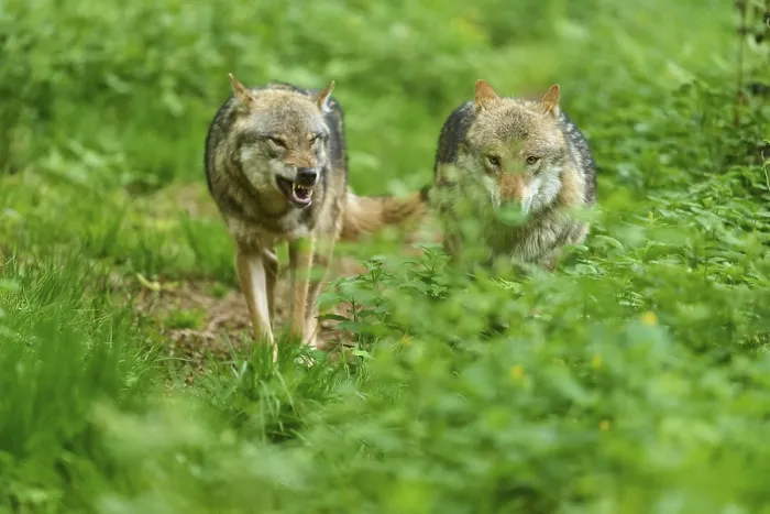 Gerahmter Druck : Zwei Wölfe im Wald, einer knurrt.