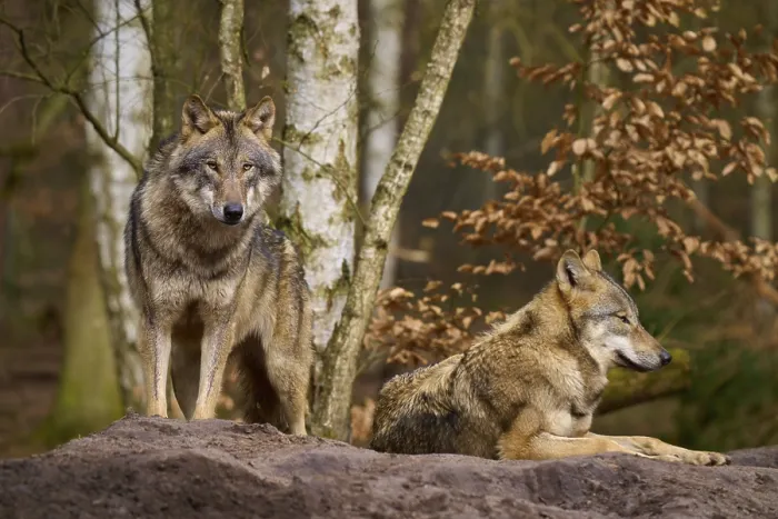 Gerahmter Druck : Wölfe im Wald auf einem Hügel Gerahmter Druck : Wölfe im Wald auf einem Hügel