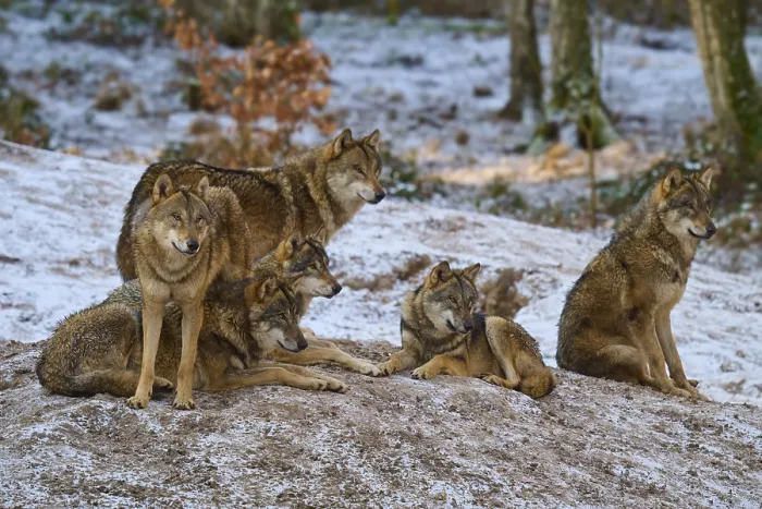Gerahmter Druck : Fünf Wölfe in einer Gruppe in einem schneebedeckten Wald. Gerahmter Druck : Fünf Wölfe in einer Gruppe in einem schneebedeckten Wald.