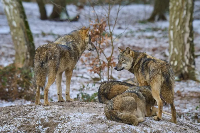 Gerahmter Druck : Vier Wölfe auf einem Hügel in einem schneeverwehten Wald. Gerahmter Druck : Vier Wölfe auf einem Hügel in einem schneeverwehten Wald.
