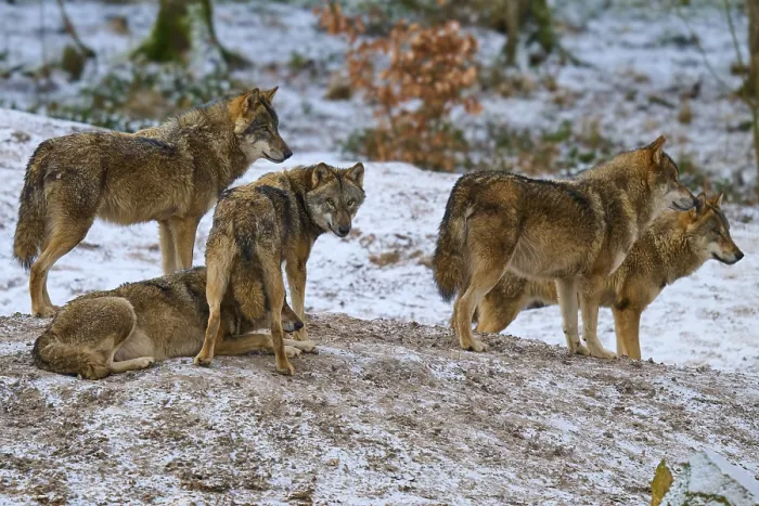 Gerahmter Druck : Fünf Wölfe auf einem Hügel umgeben von einer winterlichen Landschaft.
